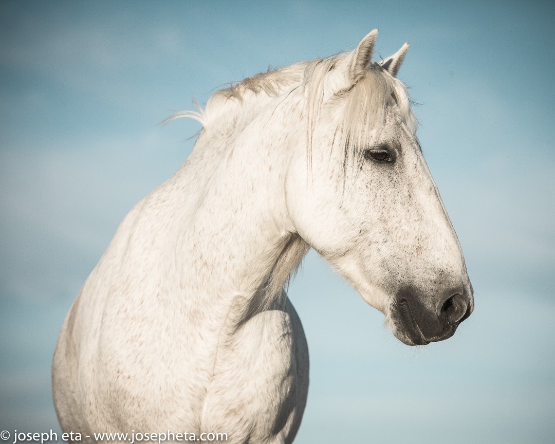 Portrait of a white horse