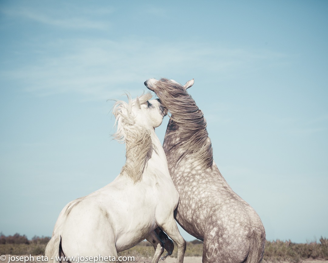 Two stallions sparring on the beach