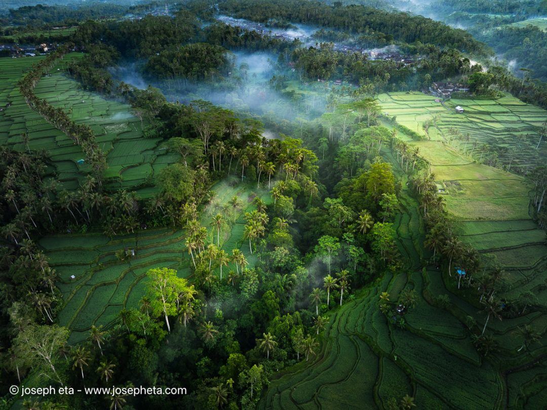 Misty tropical forest canopy aerial shot. Biophilic art for calming home offices and studies.