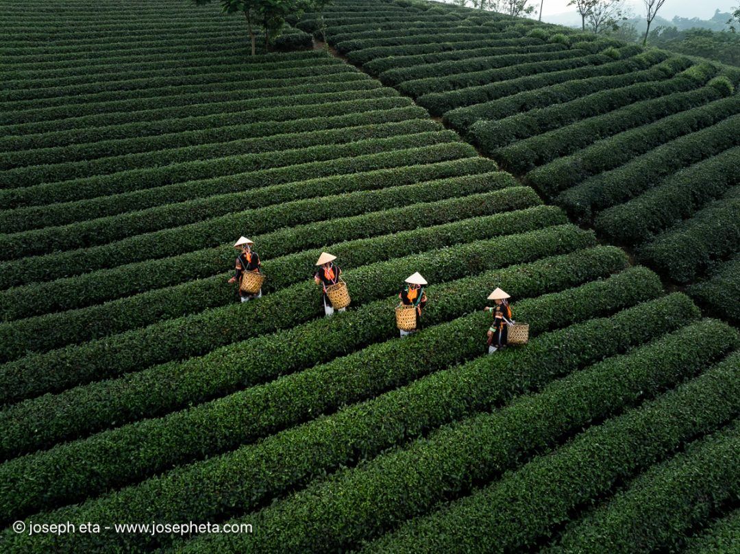 Geometric tea field rows with workers. "Bio-Graphic" fine art print for modern kitchen and dining areas.
