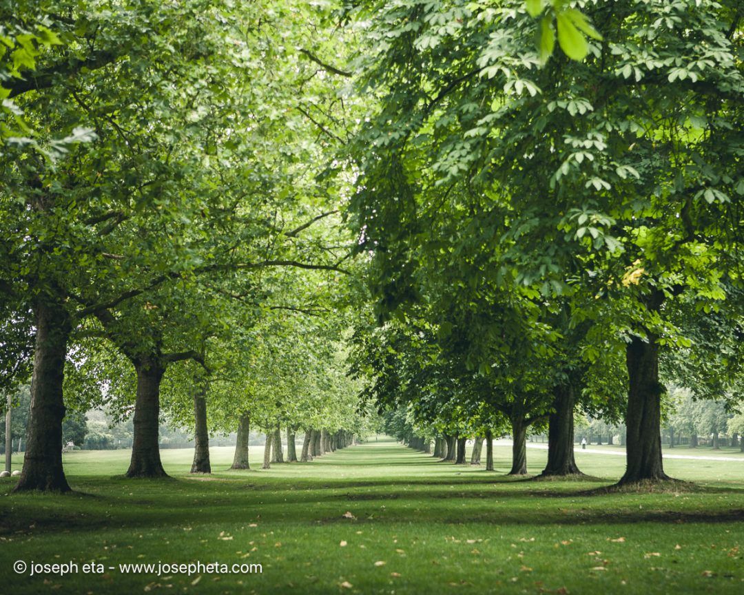 Linear perspective photography of a tree-lined avenue.