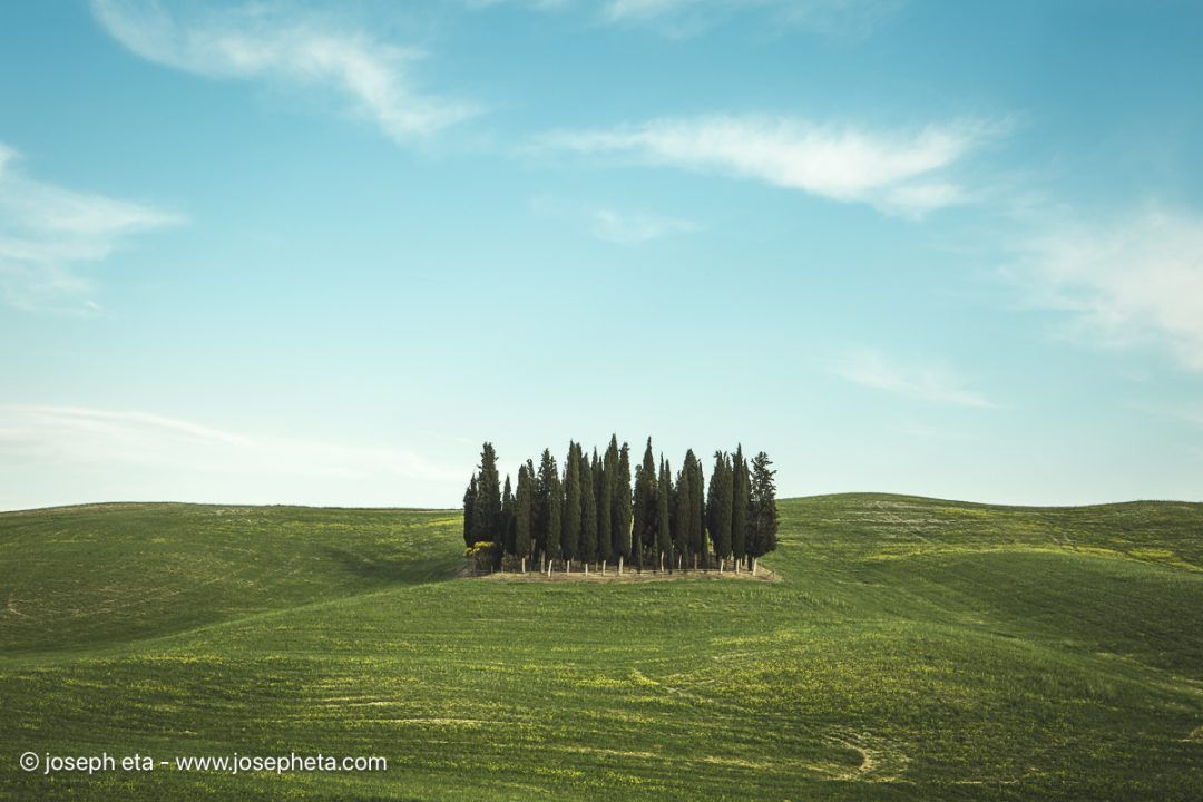 A group of cypress trees clustered in the middle of rolling hills with clear blue skies