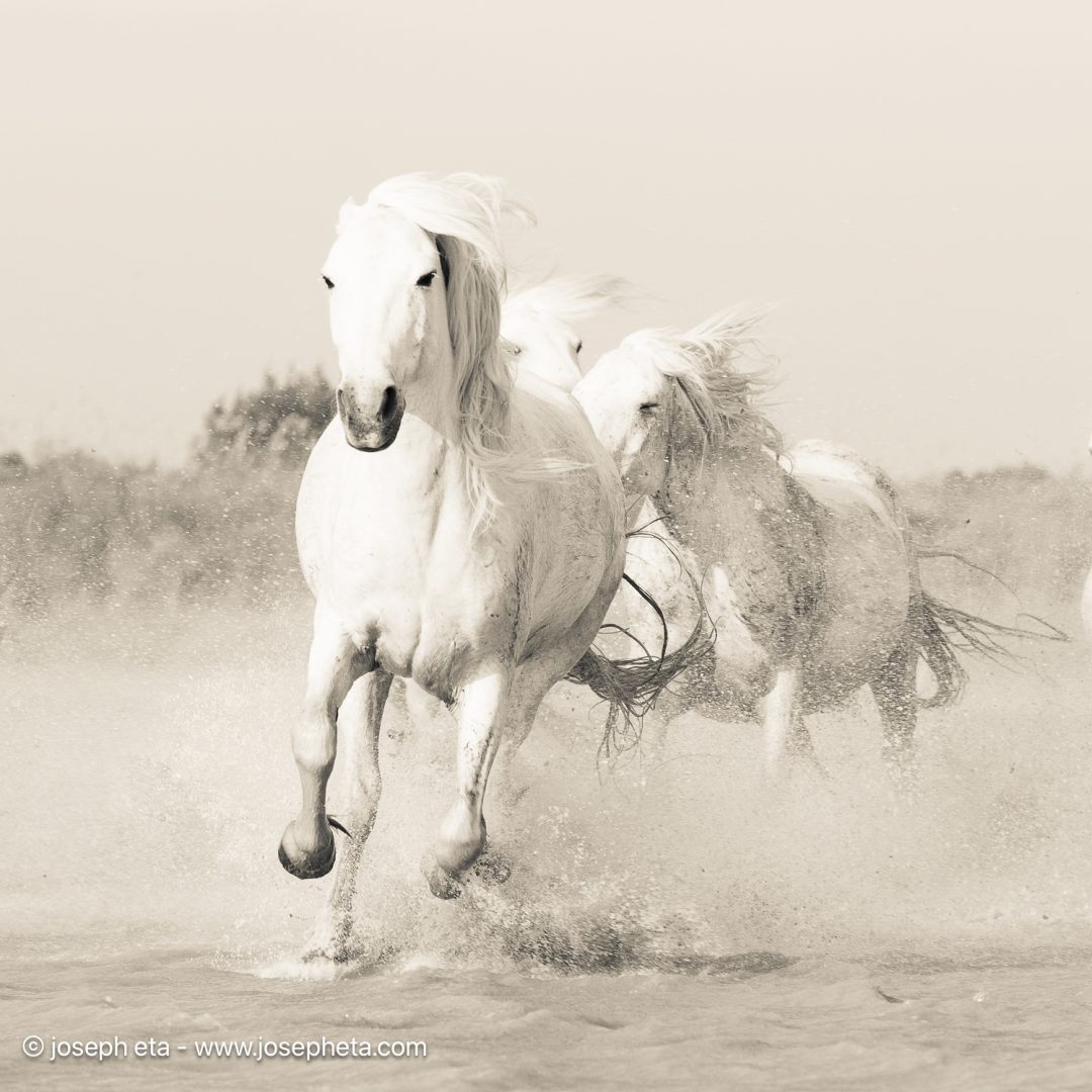 The Velocity Of Ambition - Limited Edition statement start