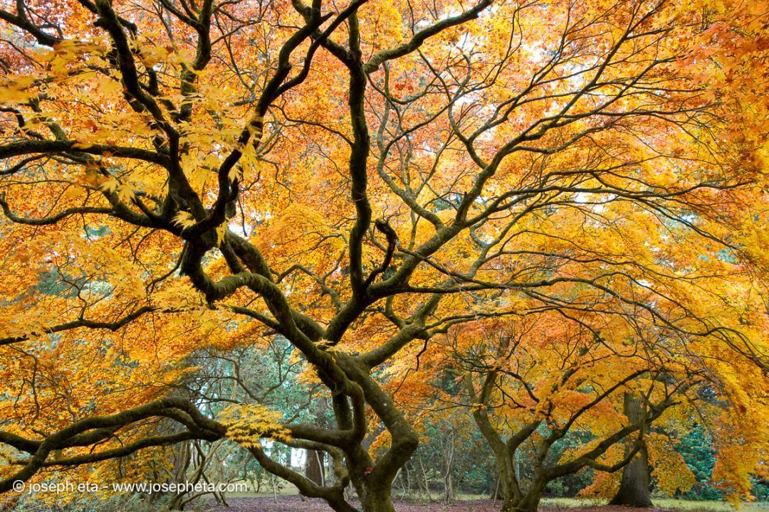 The Macrocosm. A sprawling, complex network of golden adaptation. Just as organizations must shift strategies during a macroeconomic winter, this intricate canopy mirrors a vast ecosystem gracefully yielding to the changing cycle.