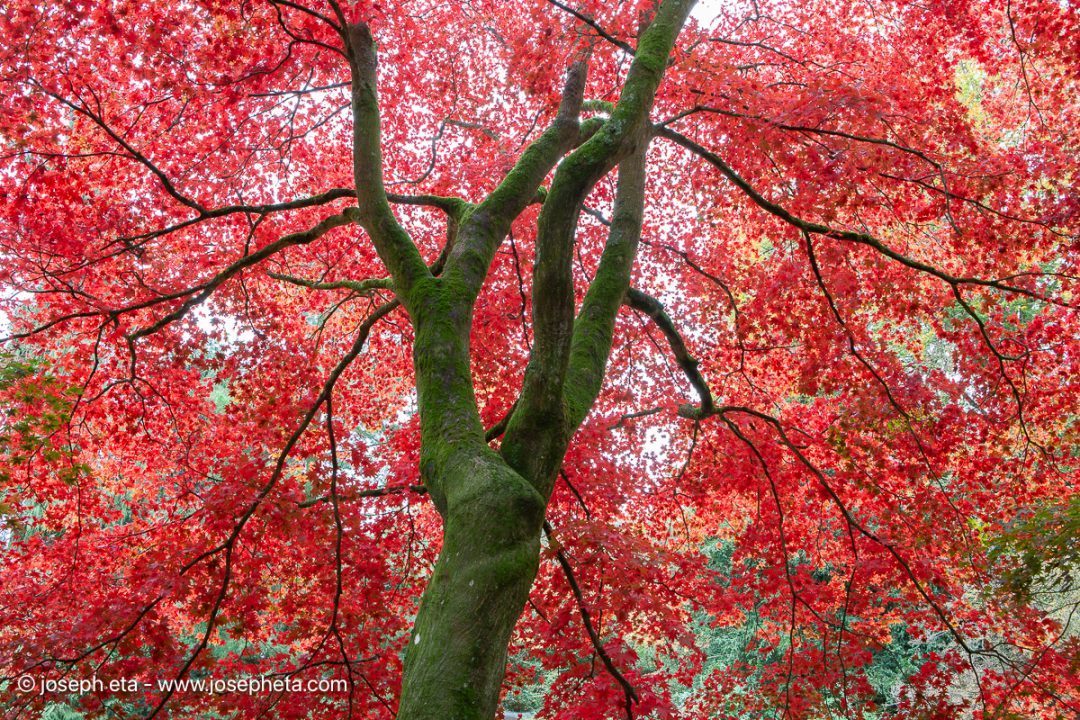 The Anatomy of Transition. The permanent, unshakeable core of the trunk stands in stark contrast to the explosive, temporary vitality of the crimson canopy. A visual testament to the necessary, energetic act of shedding the obsolete to protect structural integrity.