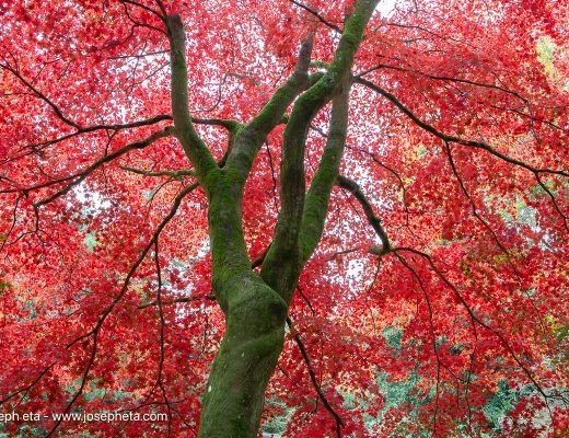 The Anatomy of Transition. The permanent, unshakeable core of the trunk stands in stark contrast to the explosive, temporary vitality of the crimson canopy. A visual testament to the necessary, energetic act of shedding the obsolete to protect structural integrity.